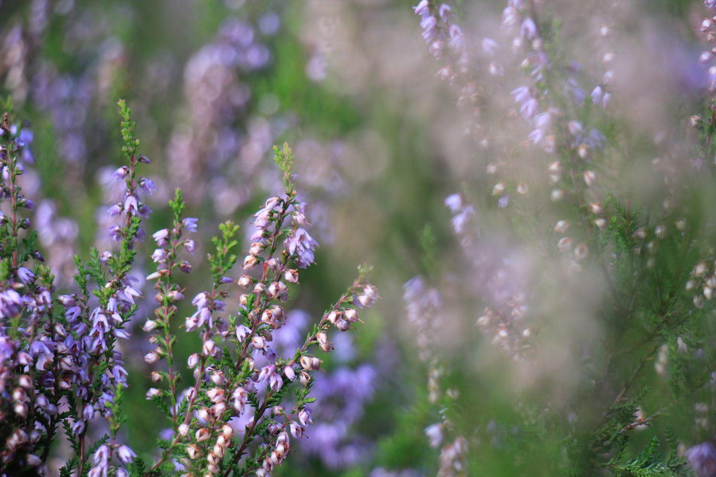 Purple heather in soft focus