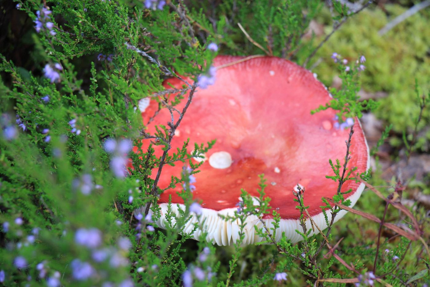 A red fly agaric mushroom among heather and grass