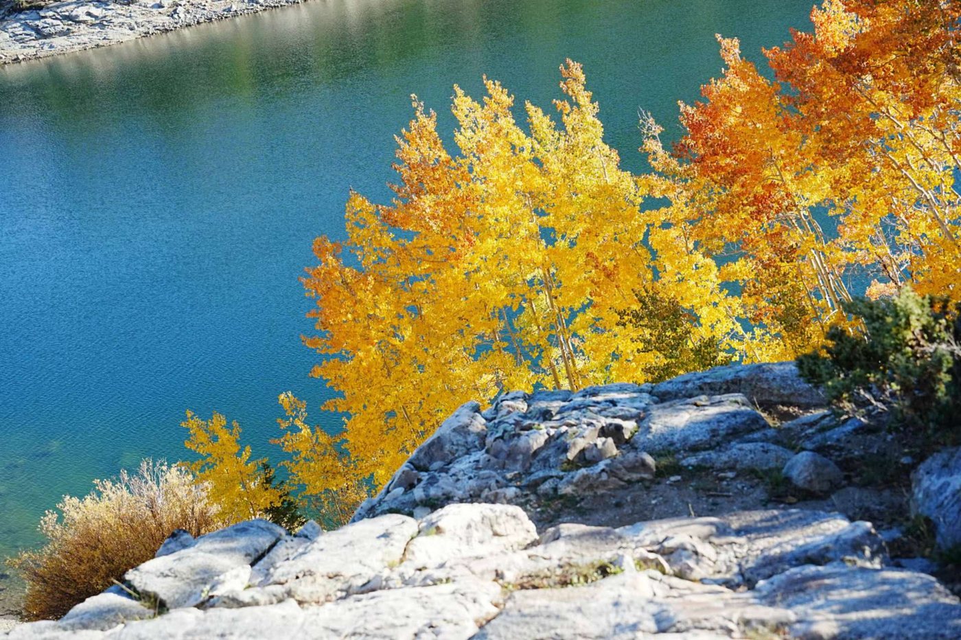 Bright yellow aspens on a rocky ledge over turquoise water