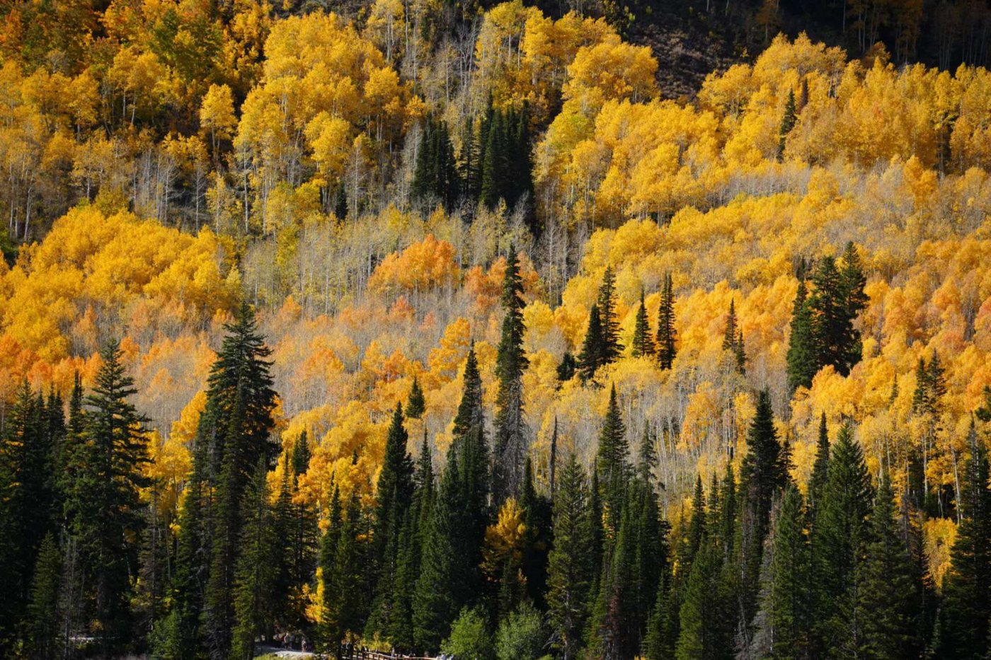 A hillside of yellow aspens with dark spruce trees in front